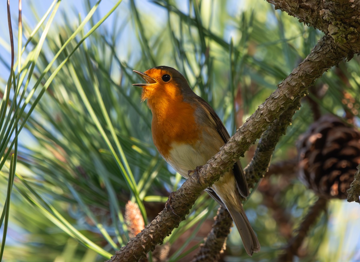 European Robin - ML645797199