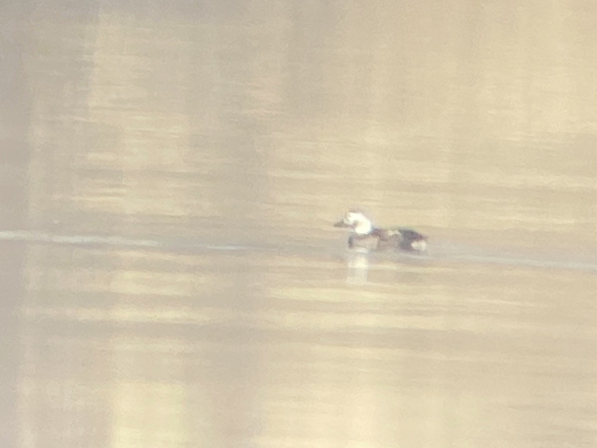 Long-tailed Duck - ML645797201