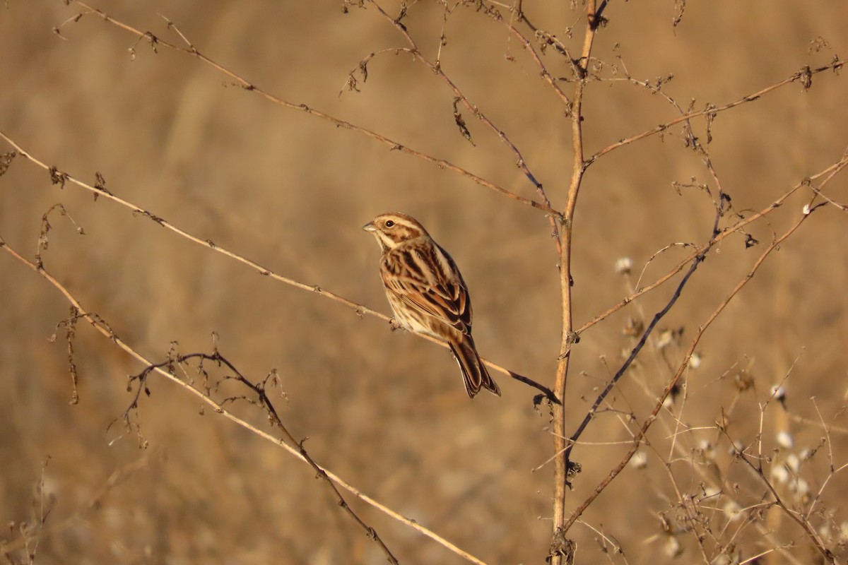 Migliarino di palude - ML645797202