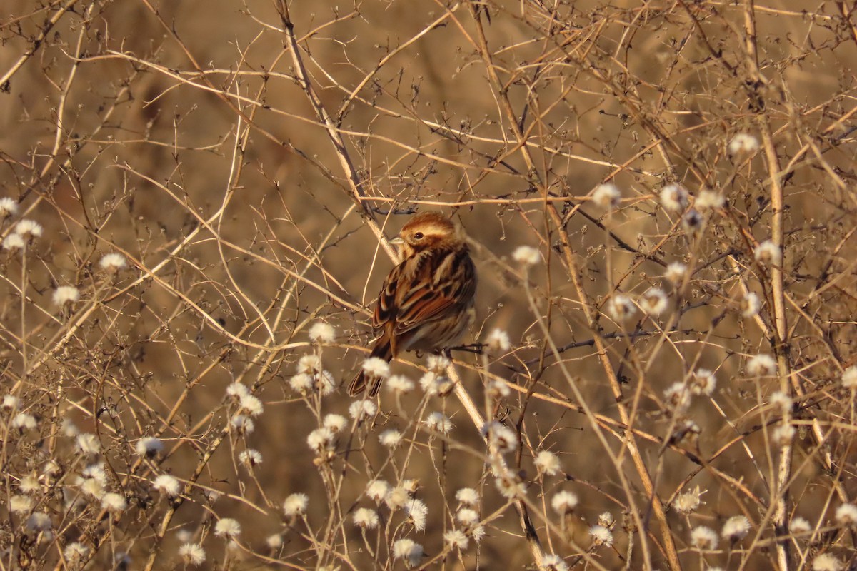 Migliarino di palude - ML645797204