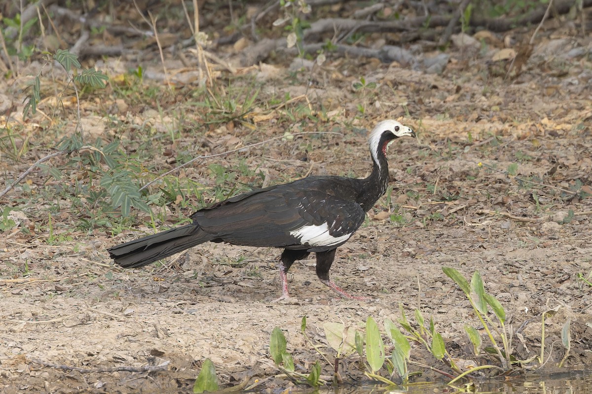 Red-throated Piping-Guan - ML645797228