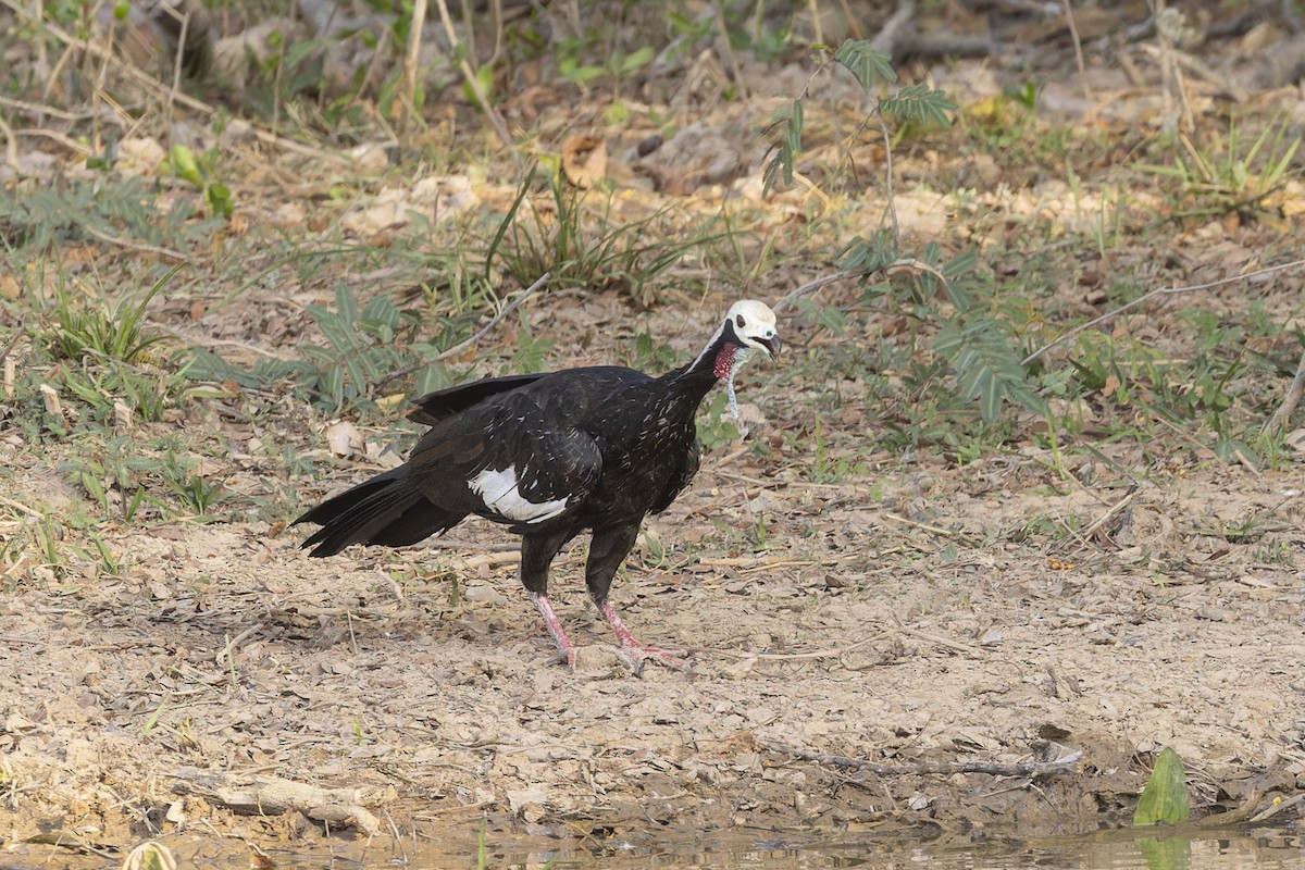 Red-throated Piping-Guan - ML645797229
