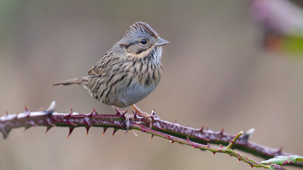 strnadec pruhohlavý - ML645797234