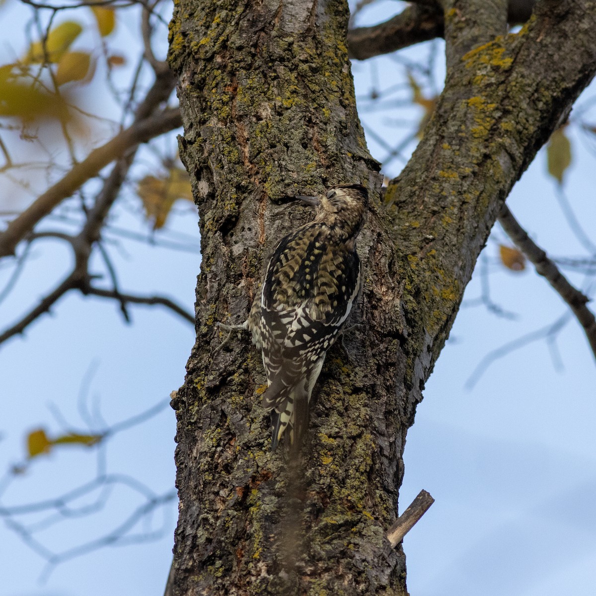 Yellow-bellied Sapsucker - ML645797250