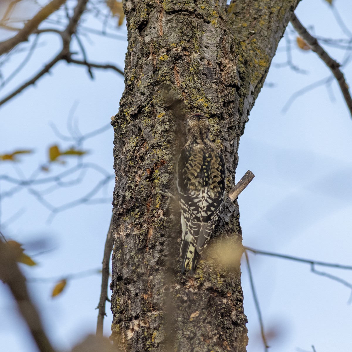 Yellow-bellied Sapsucker - ML645797251