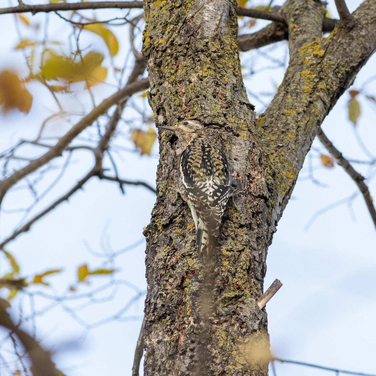 Yellow-bellied Sapsucker - ML645797252
