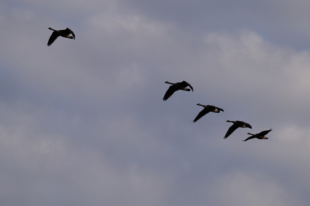 Canada Goose - ML645797260