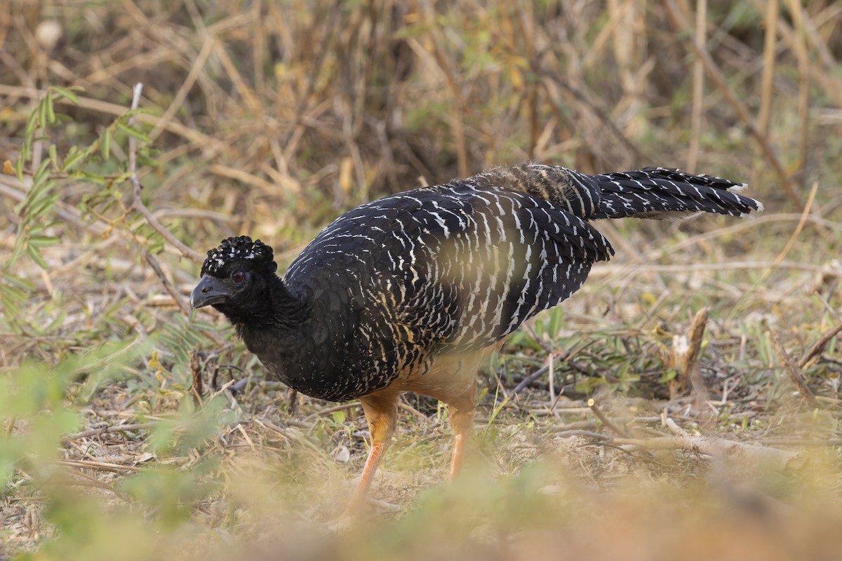 Bare-faced Curassow (Bare-faced) - ML645797265