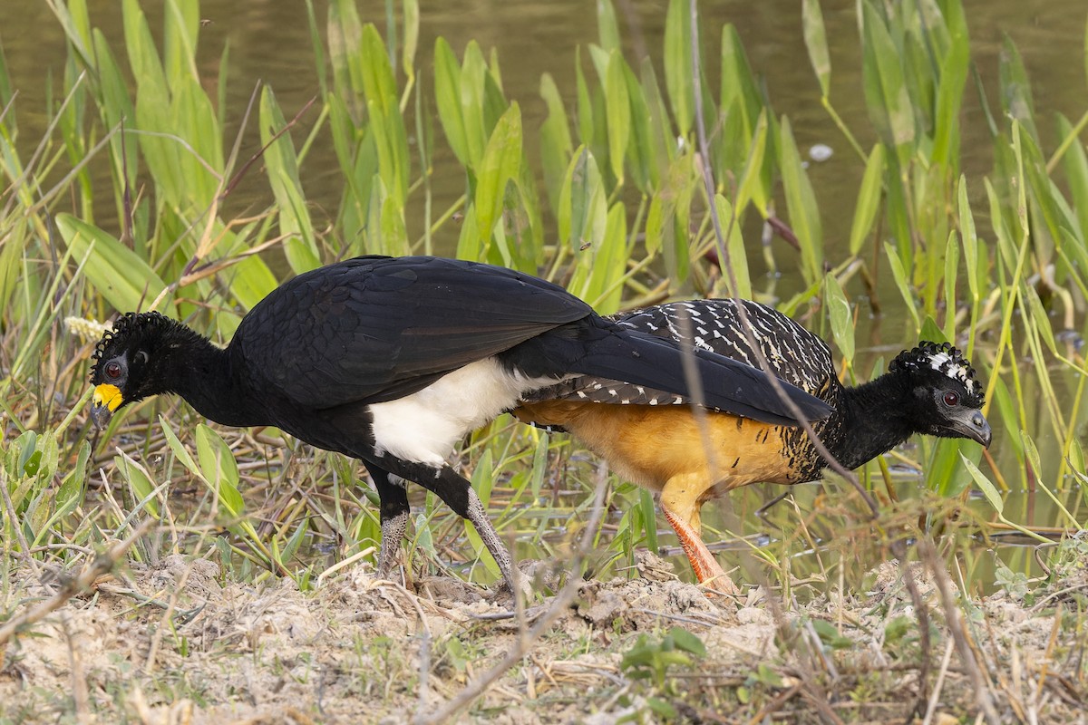 Bare-faced Curassow (Bare-faced) - ML645797266
