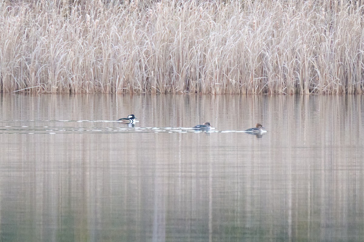 Hooded Merganser - ML645797269