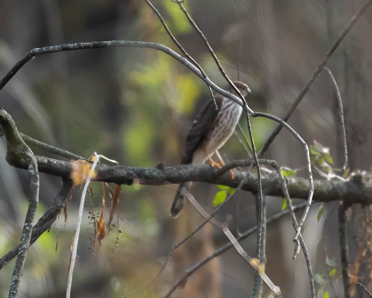 Sharp-shinned Hawk - ML645797275