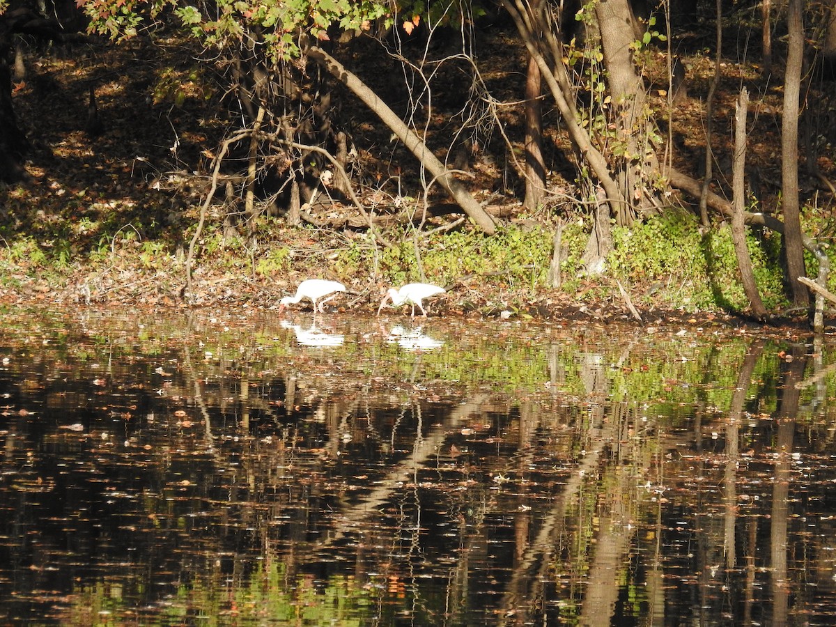White Ibis - ML645797282