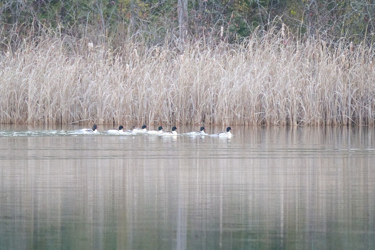 Common/Red-breasted Merganser - ML645797283