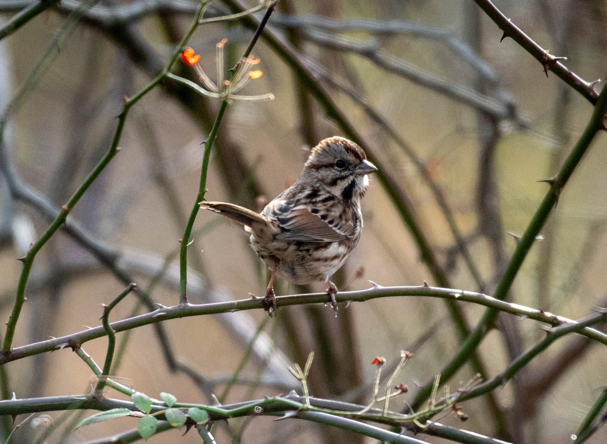 Song Sparrow - ML645797287
