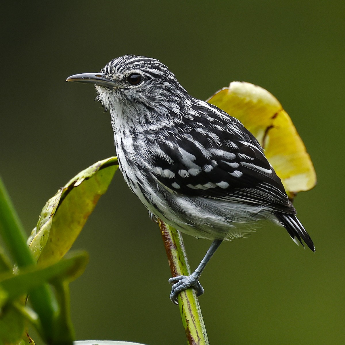 Pacific Antwren - ML645797289