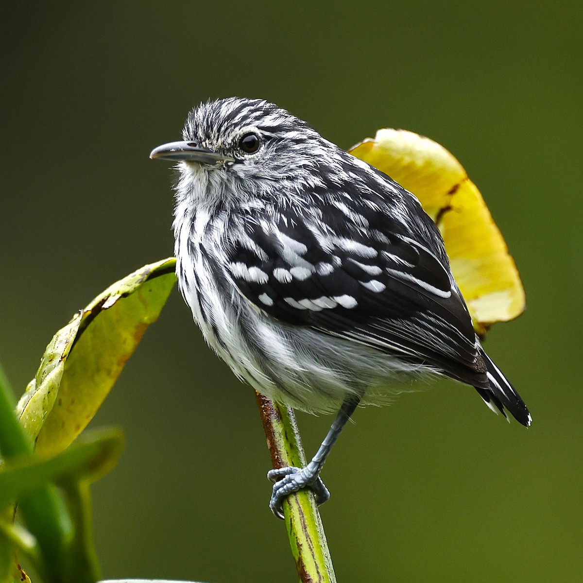 Pacific Antwren - ML645797290