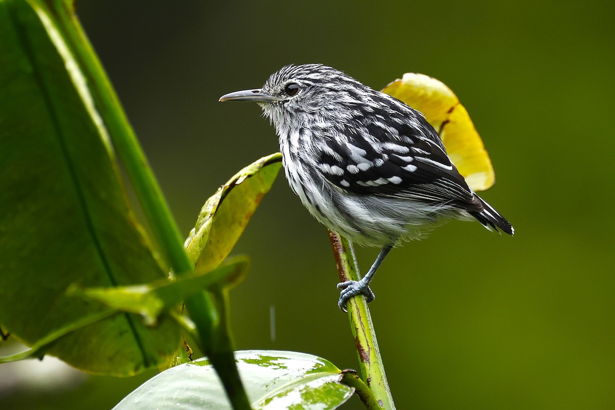 Pacific Antwren - ML645797291