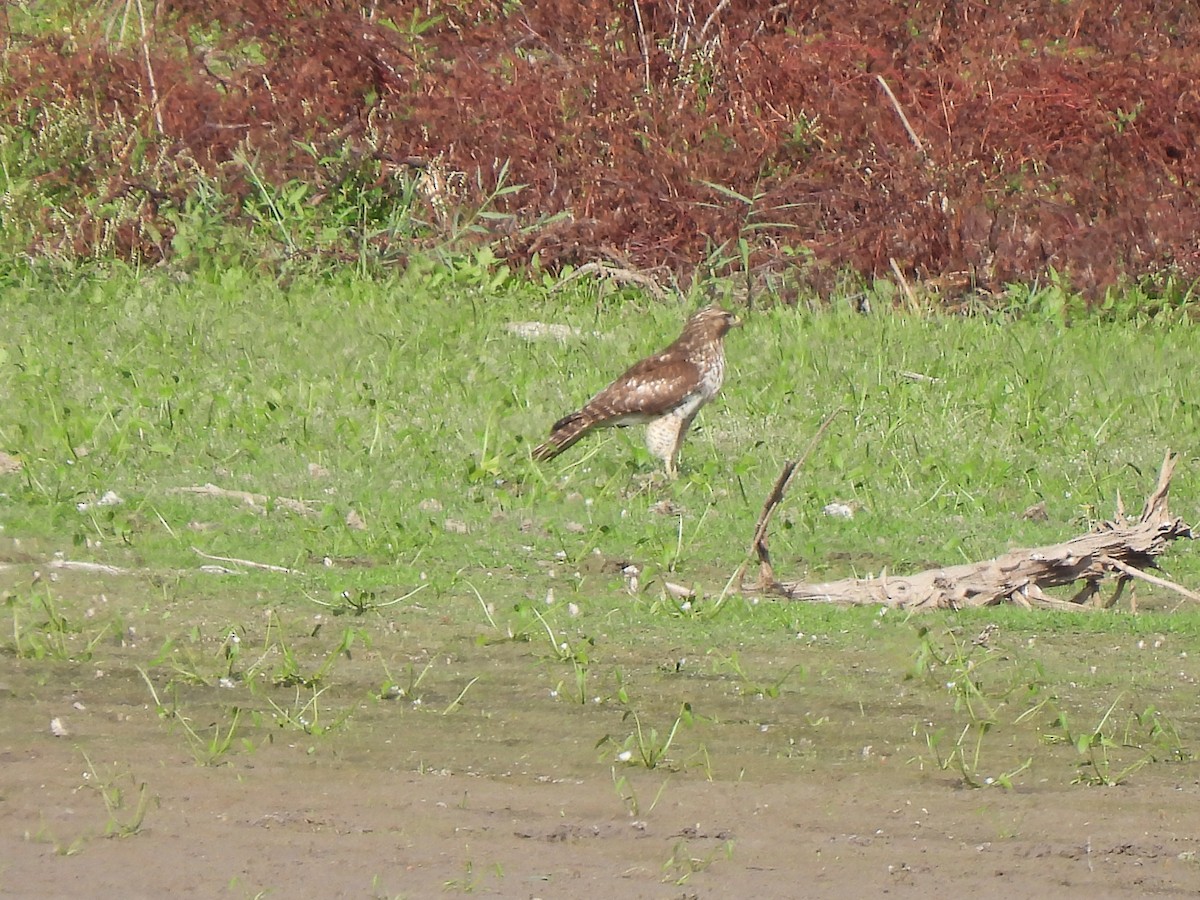 Red-shouldered Hawk - ML645797294