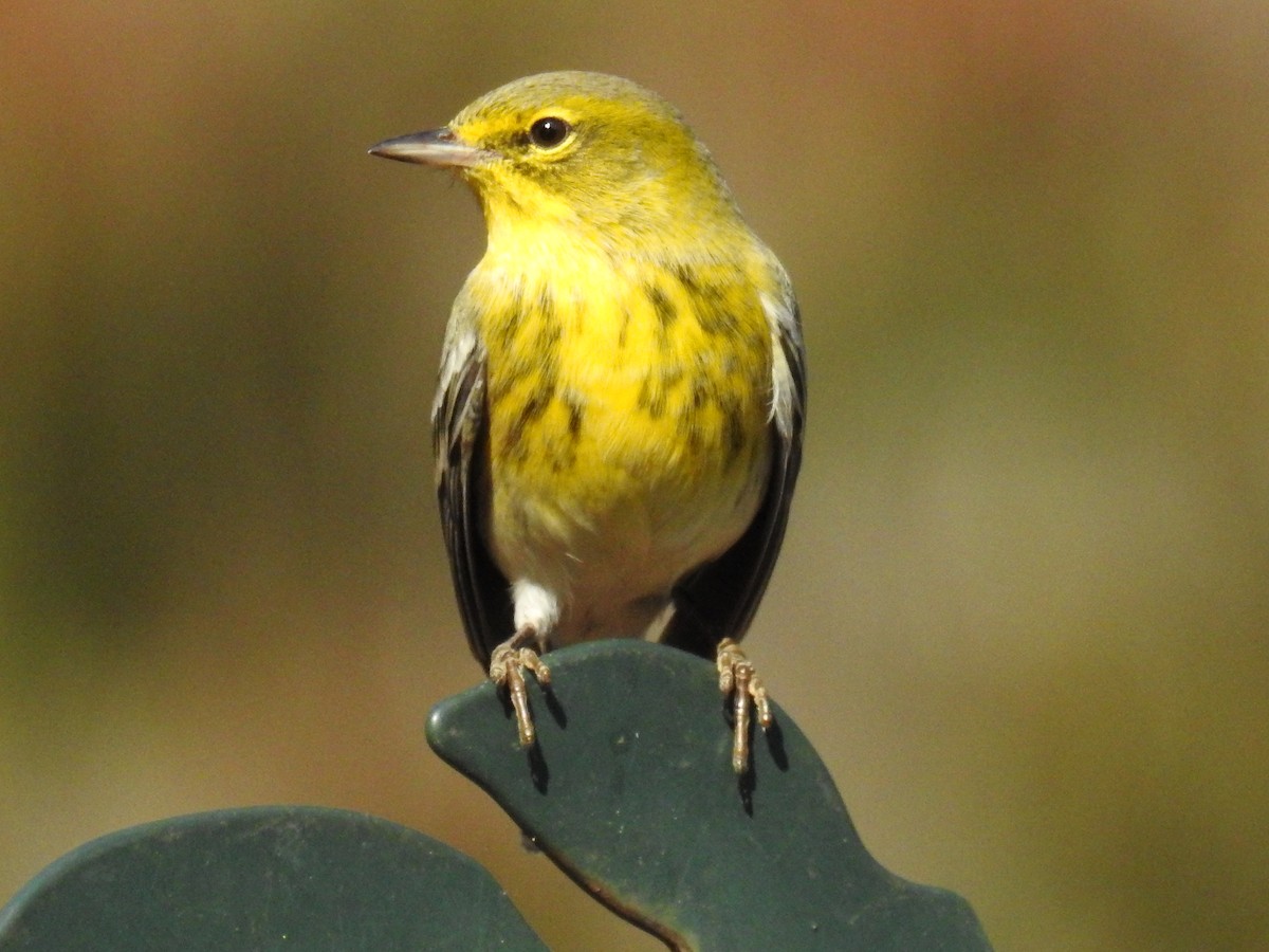 Pine Warbler - ML645797295