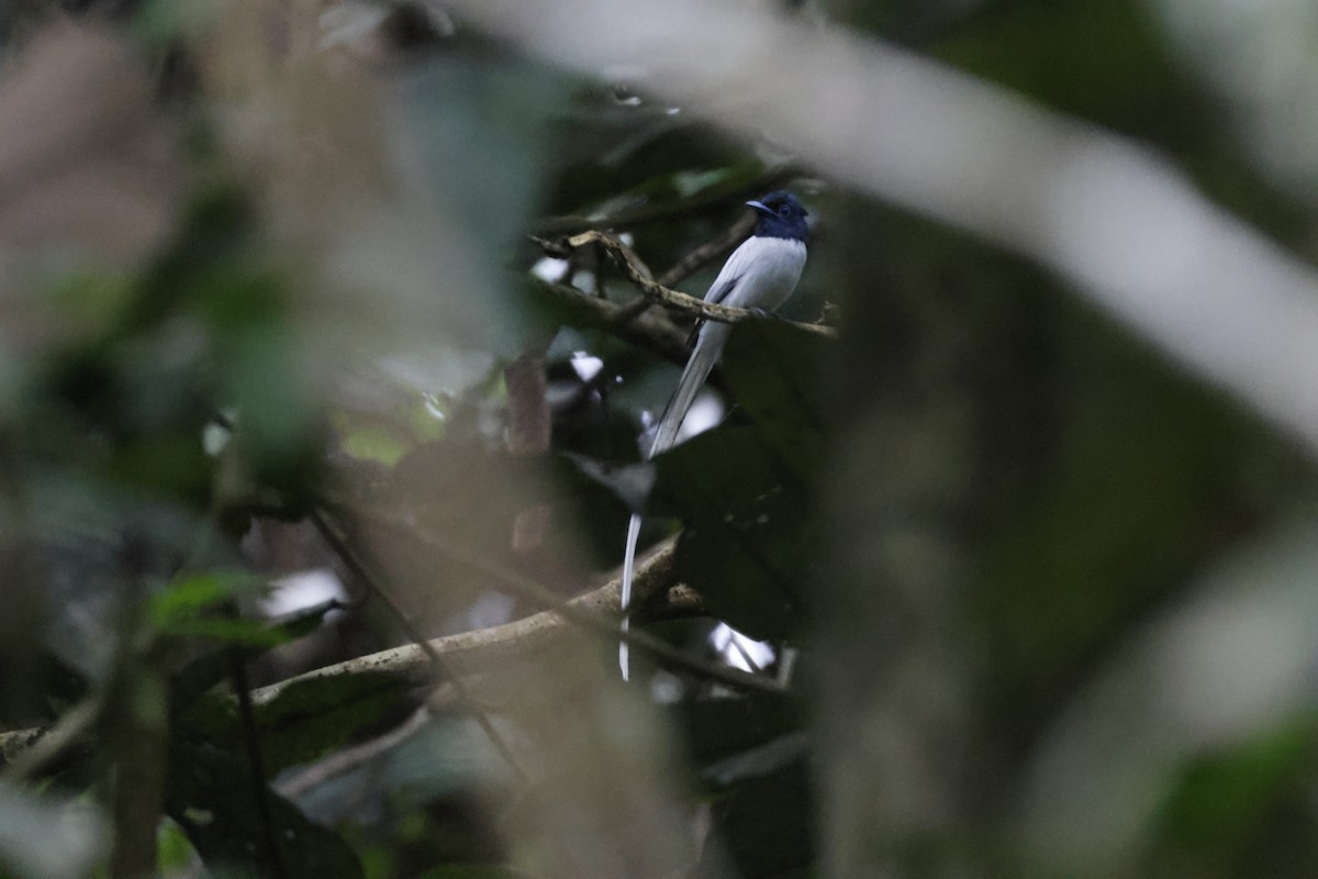 Blyth's Paradise-Flycatcher - ML645797299