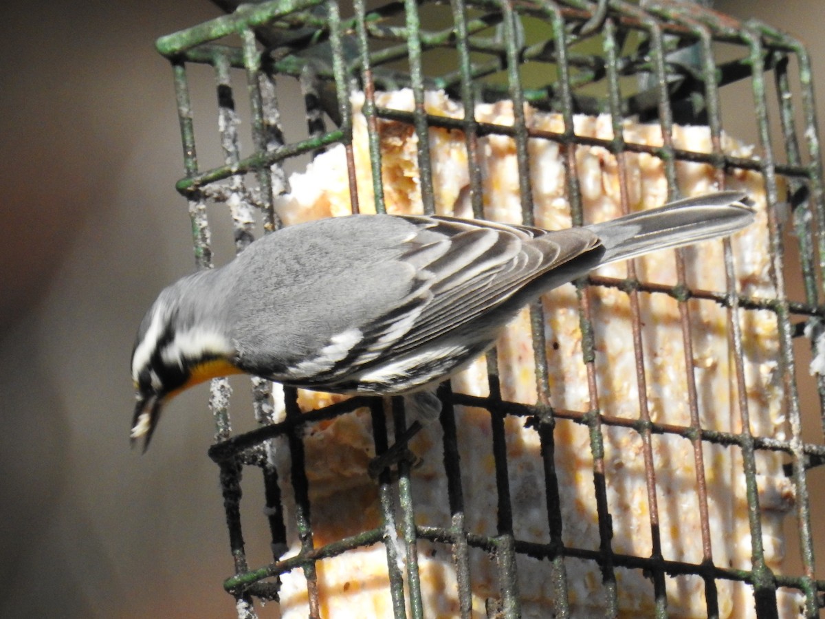 Yellow-throated Warbler - ML645797305