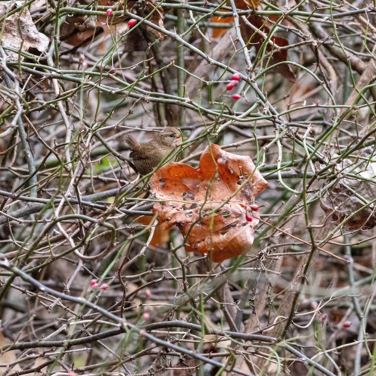 Winter Wren - ML645797307