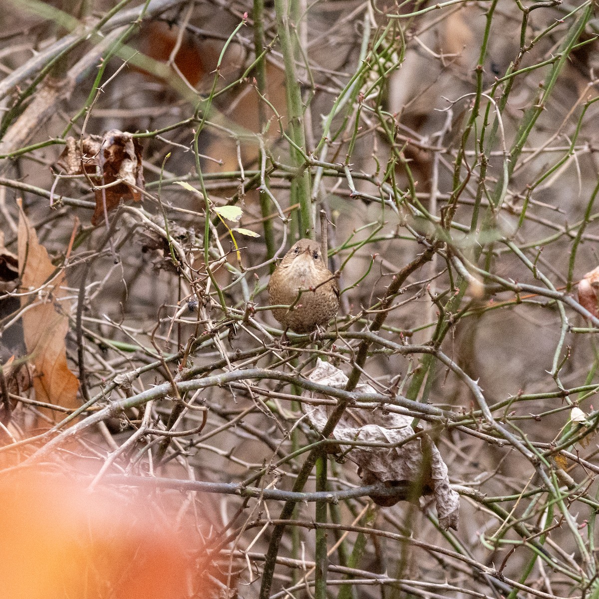Winter Wren - ML645797309