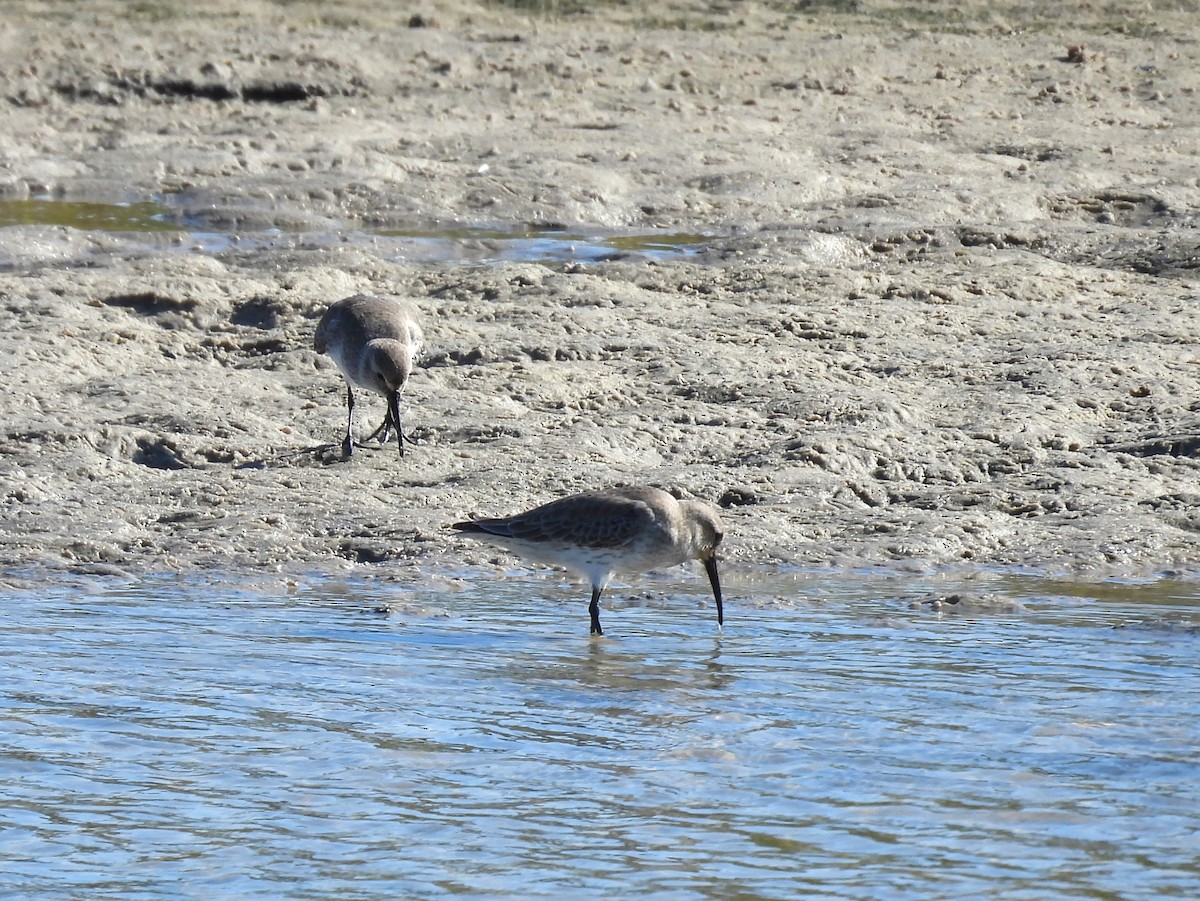 jespák obecný - ML645797312