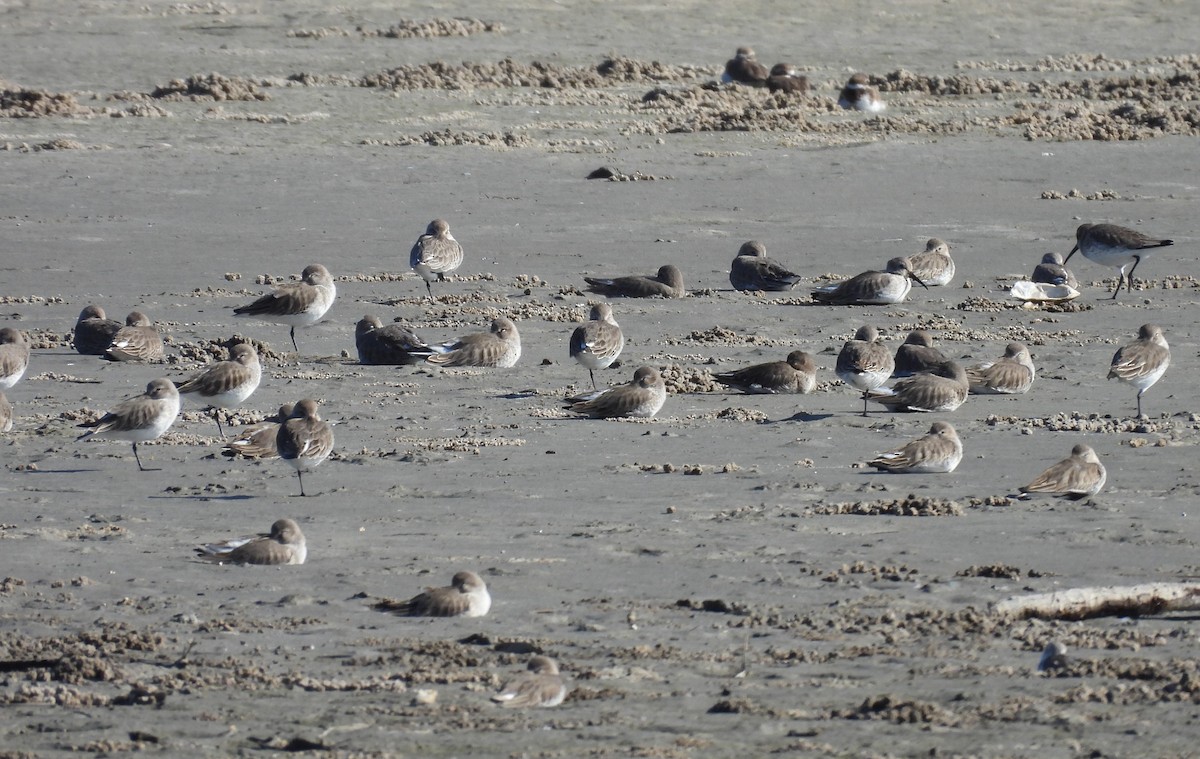 jespák obecný - ML645797313