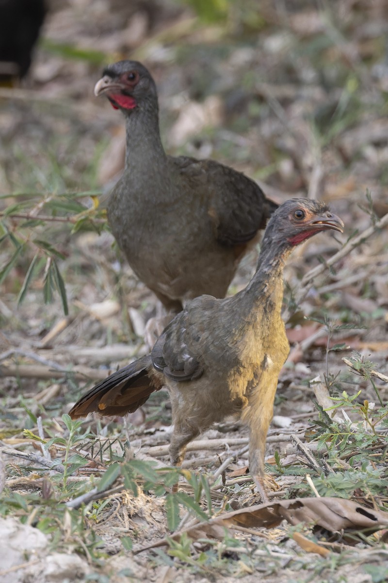 Chaco Chachalaca - ML645797314