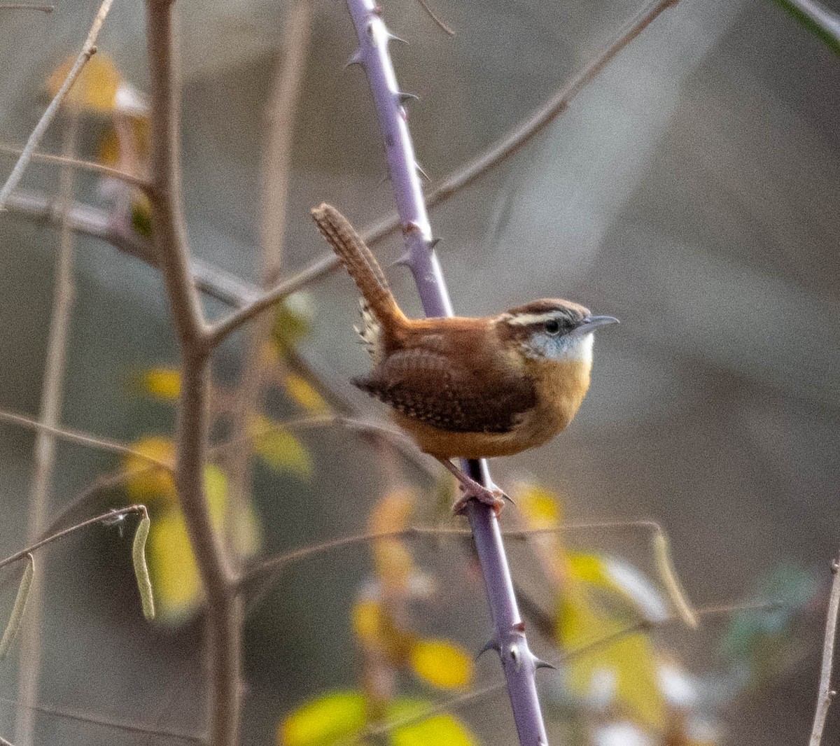 Carolina Wren - ML645797327