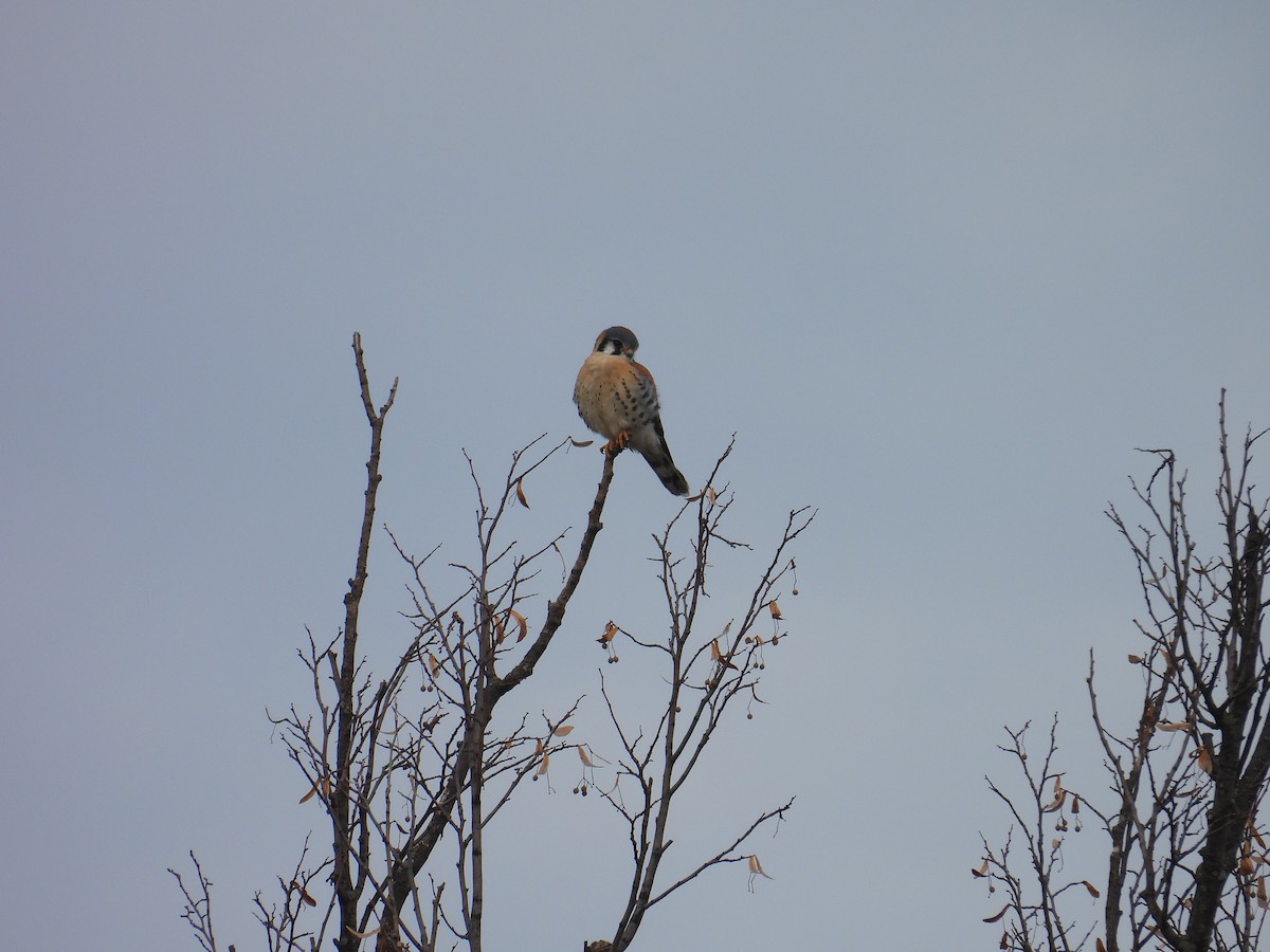 American Kestrel - ML645797328