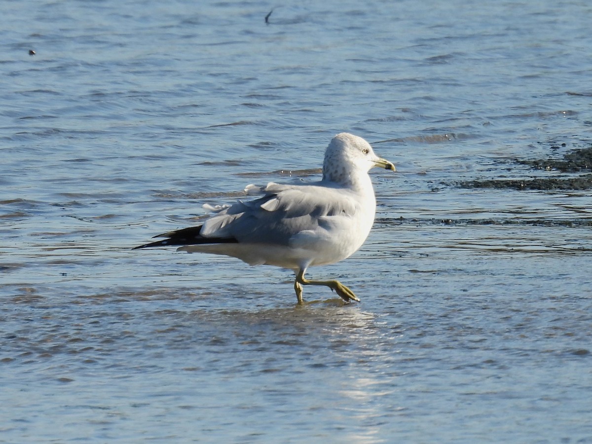 racek kroužkozobý - ML645797331