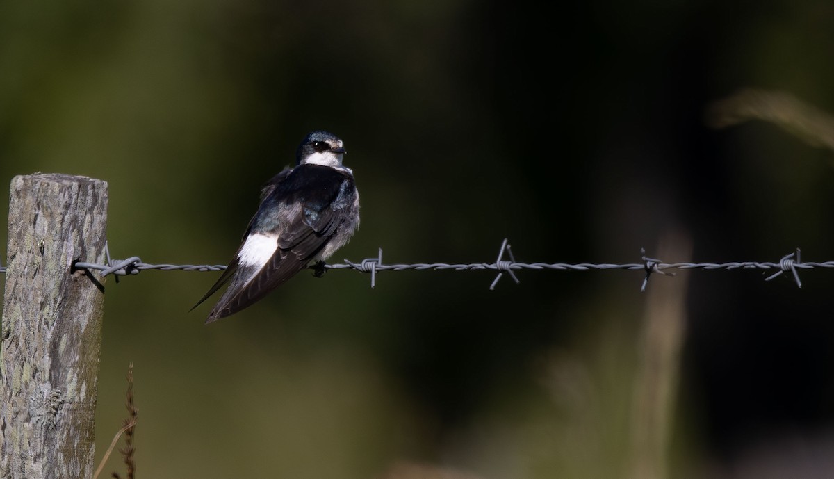 Белопоясничная ласточка - ML645797345