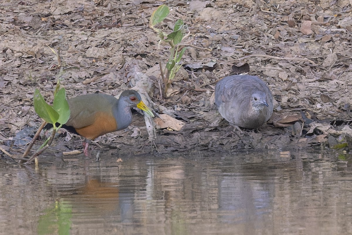 Gray-cowled Wood-Rail - ML645797346