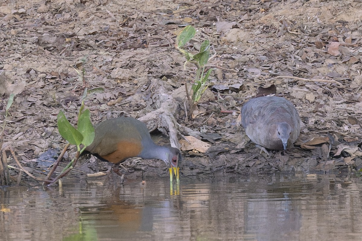 Gray-cowled Wood-Rail - ML645797347