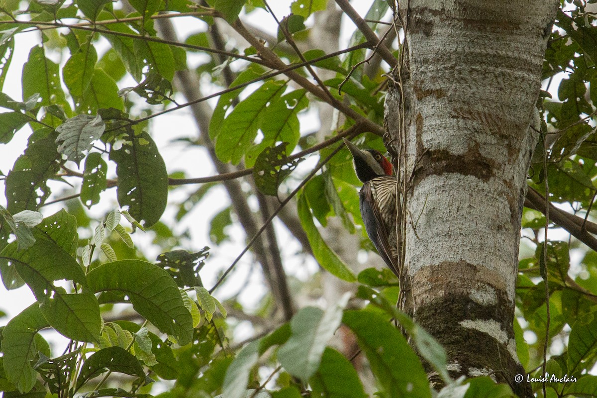 Crimson-crested Woodpecker - ML645797355