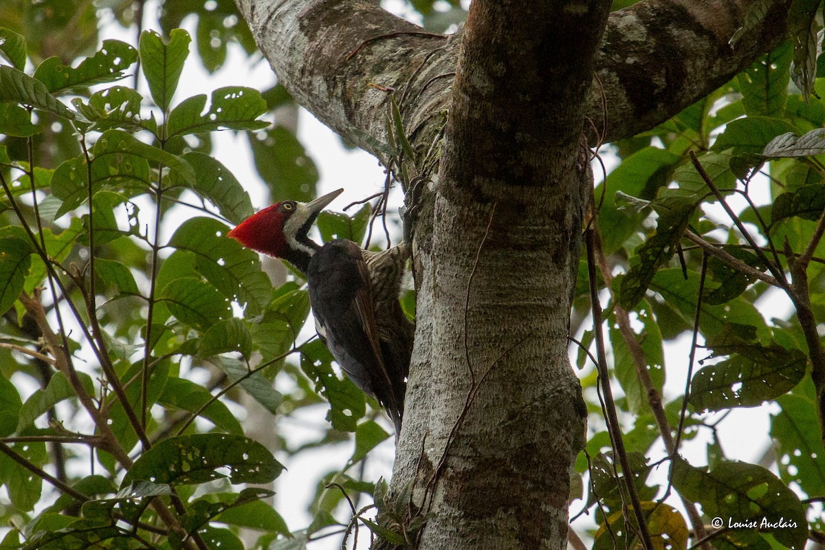 Crimson-crested Woodpecker - ML645797356