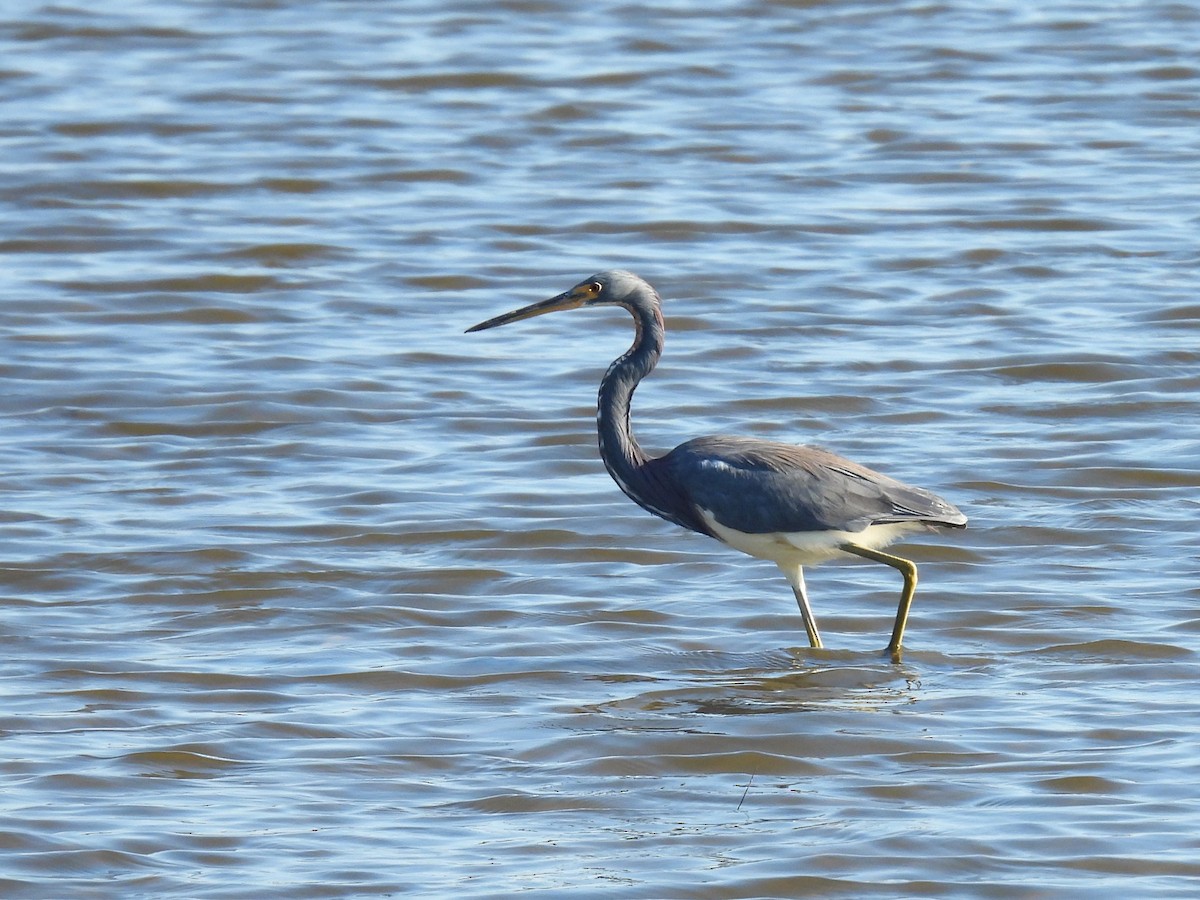 volavka tříbarvá - ML645797357