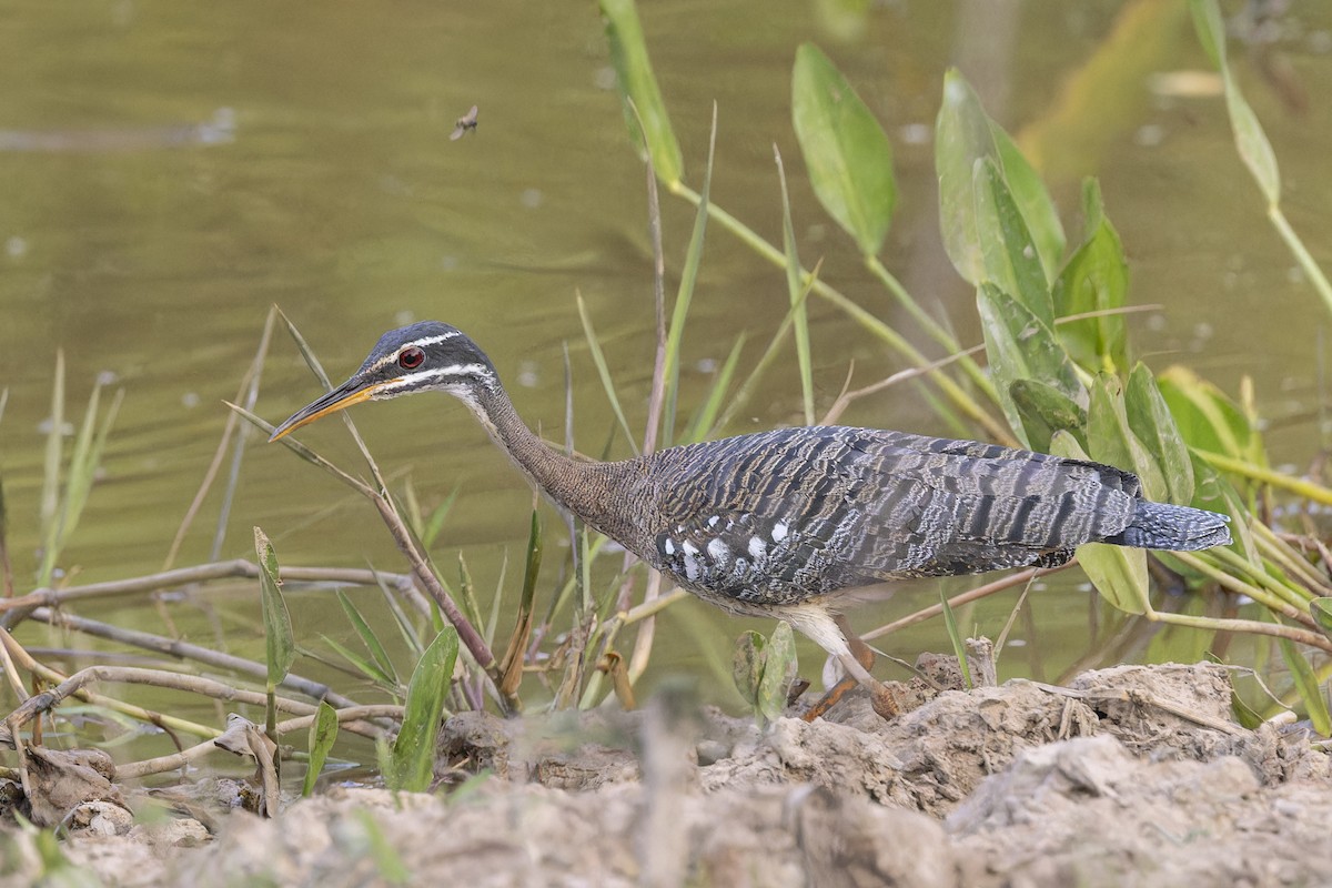 Sunbittern - ML645797359