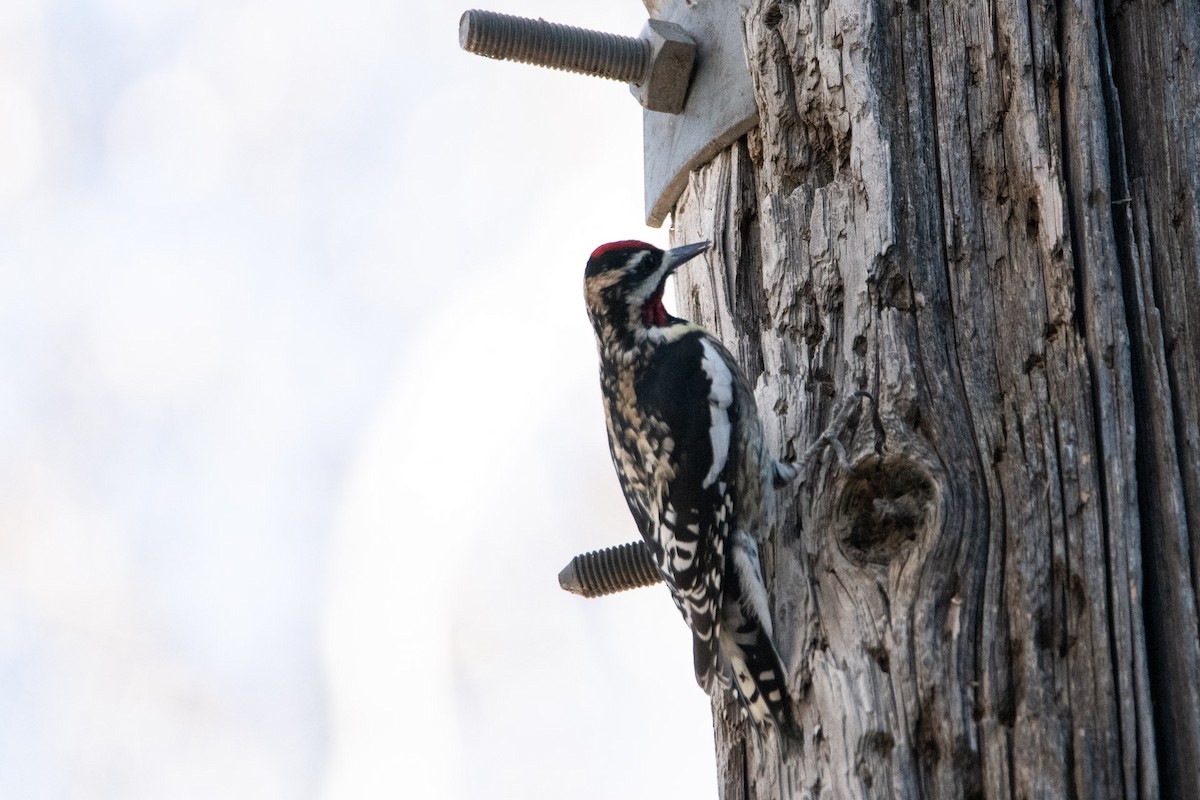 Yellow-bellied Sapsucker - ML645797360