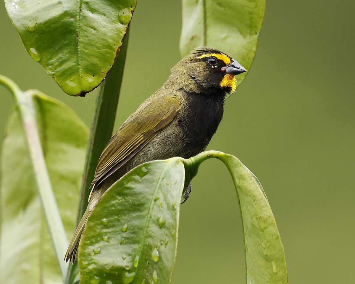 Yellow-faced Grassquit - ML645797371