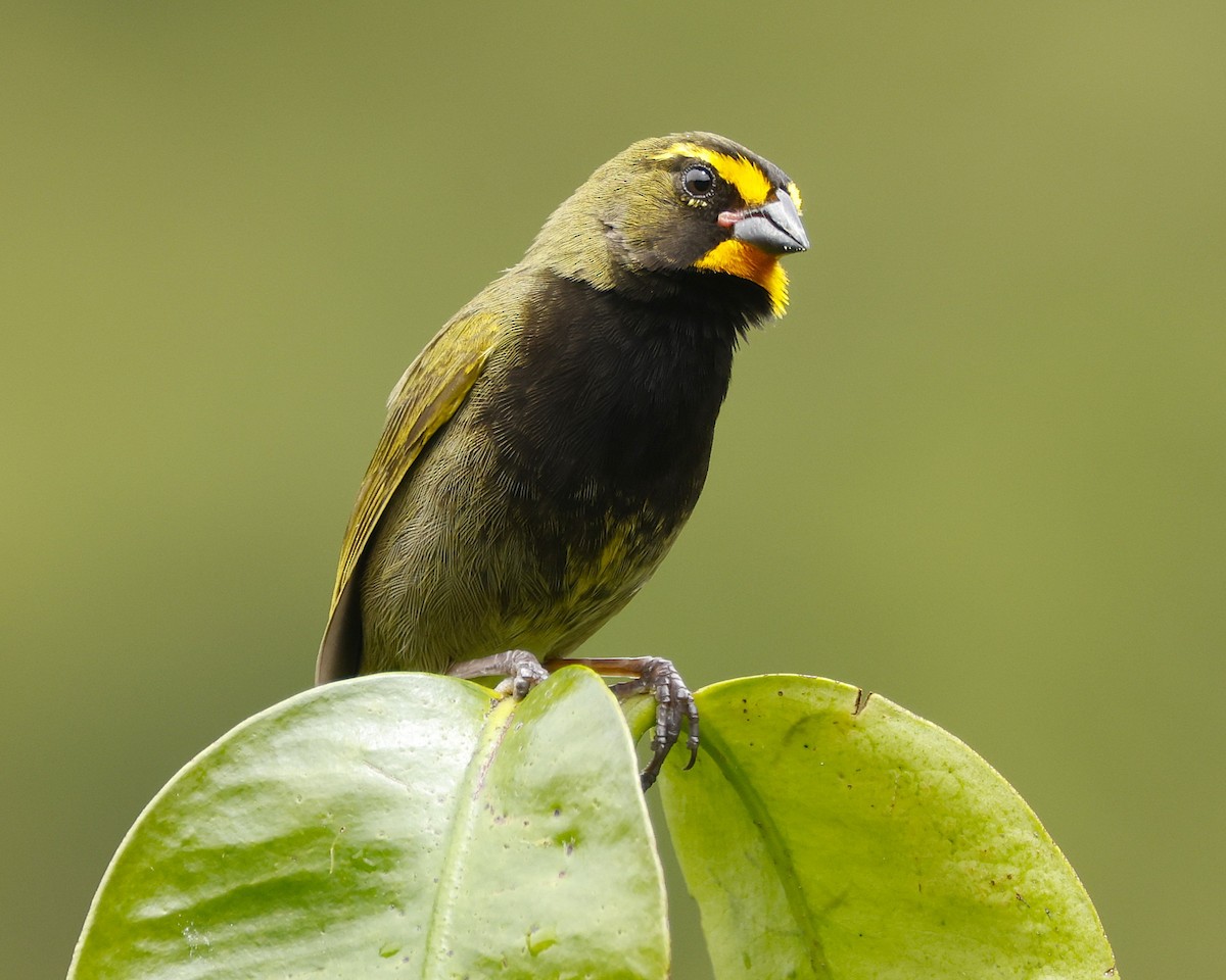 Yellow-faced Grassquit - ML645797372
