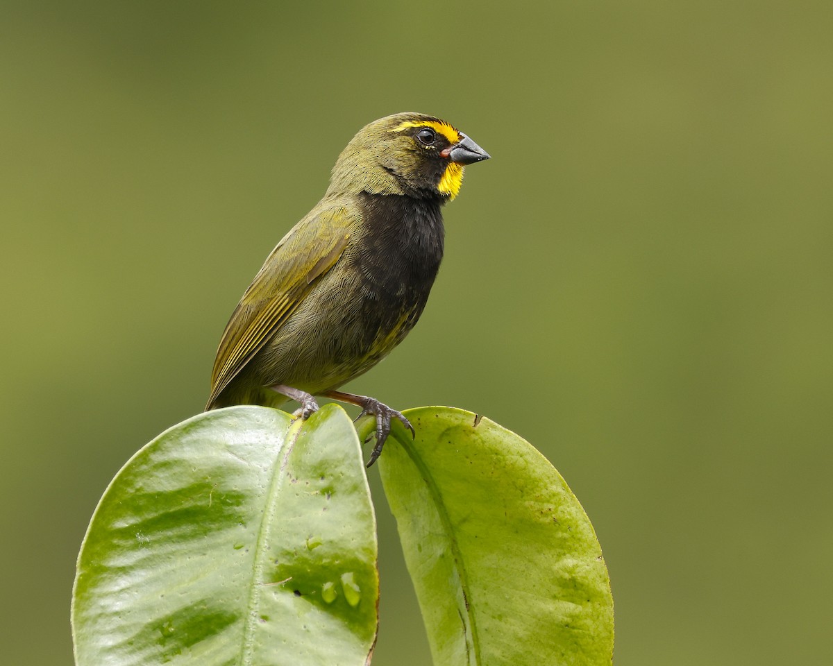 Yellow-faced Grassquit - ML645797373