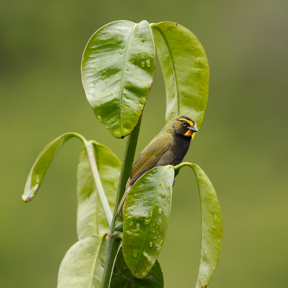 Yellow-faced Grassquit - ML645797374