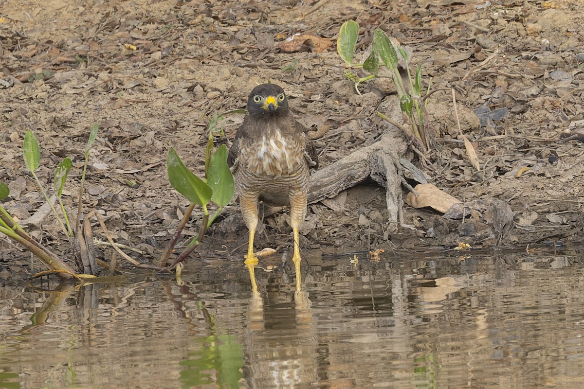 Roadside Hawk - ML645797375