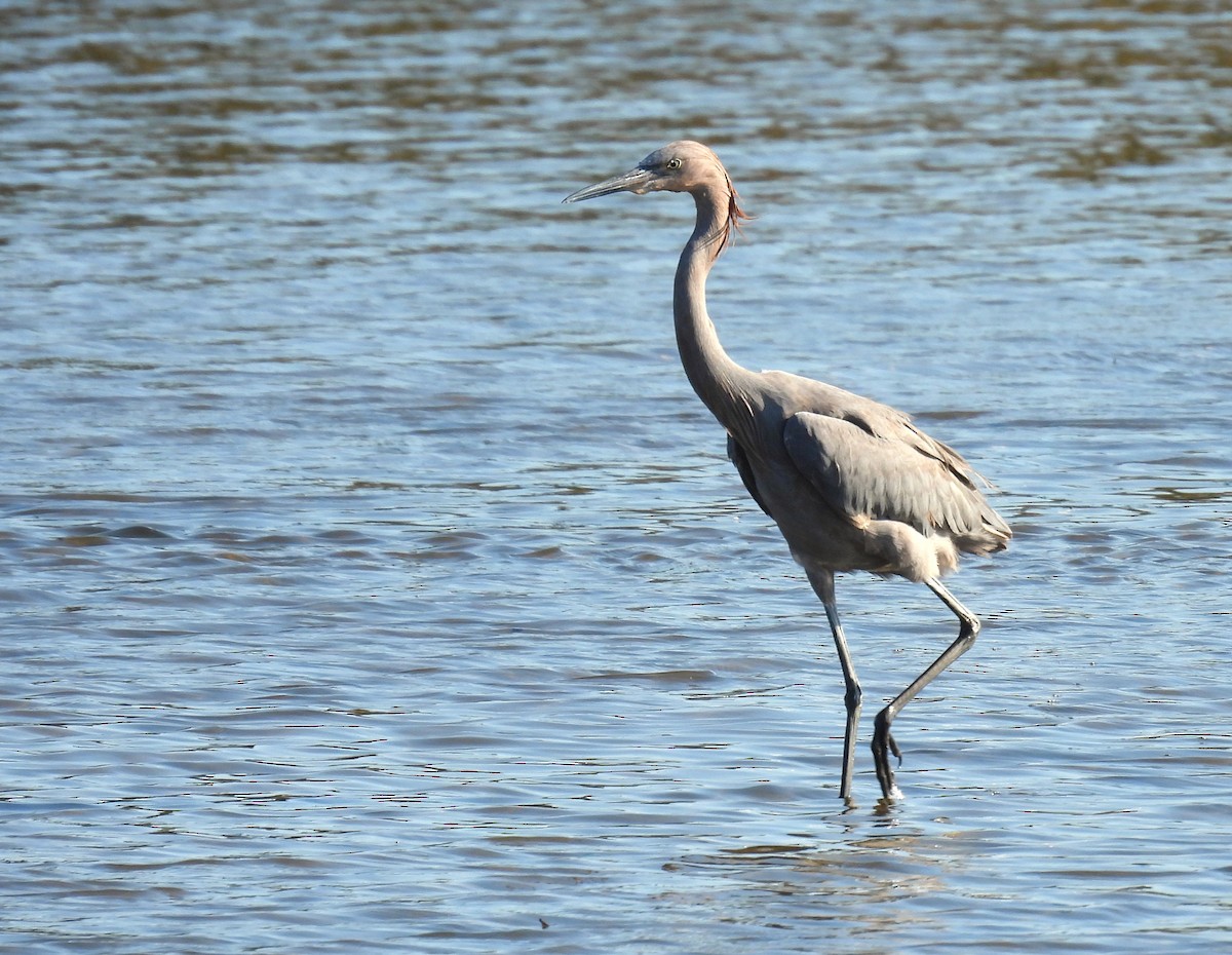 volavka červenavá - ML645797382