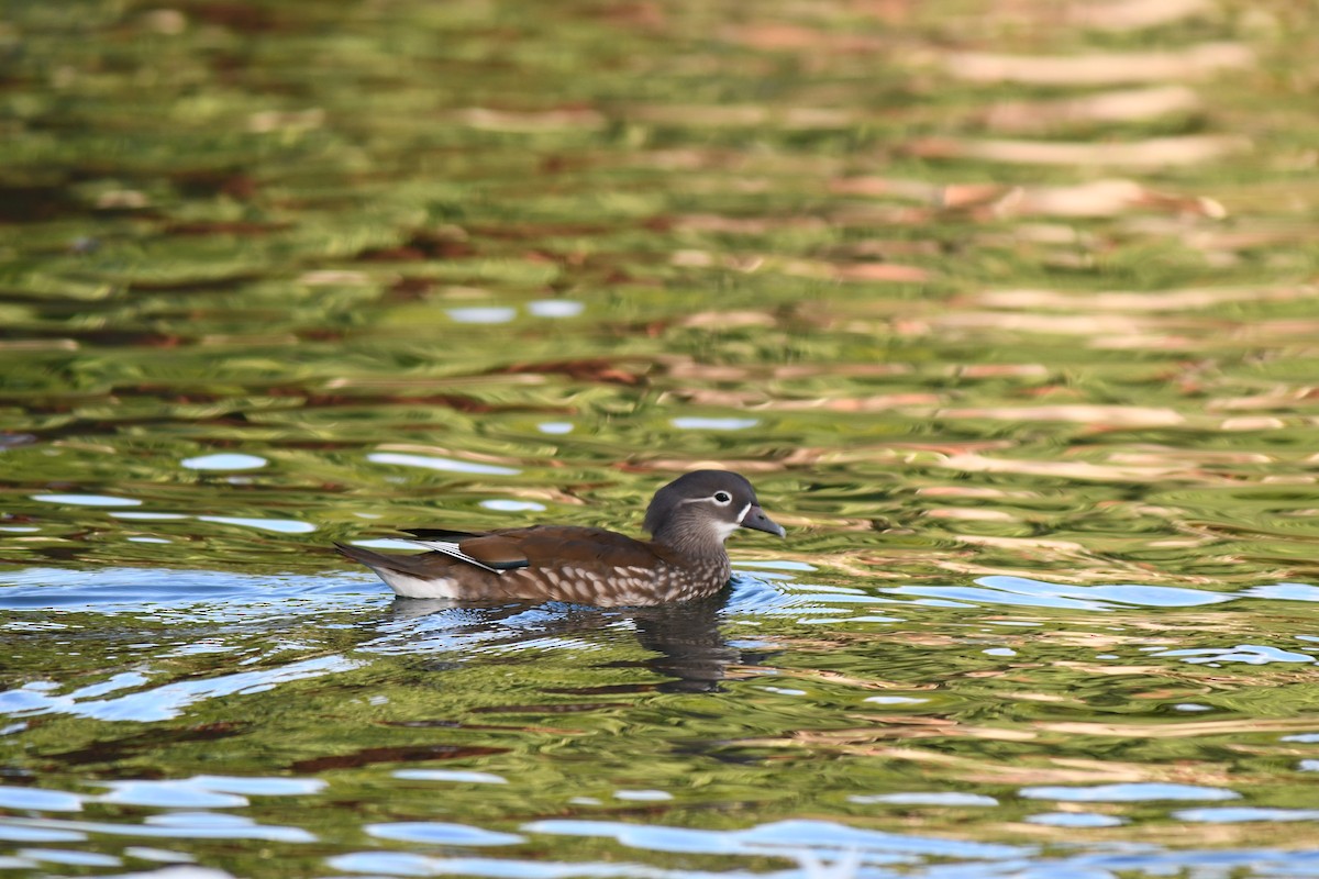 Mandarinente - ML645797391