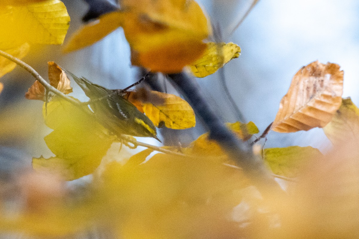 Townsend's Warbler - ML645797395