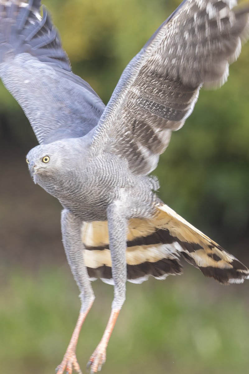 Crane Hawk - ML645797396